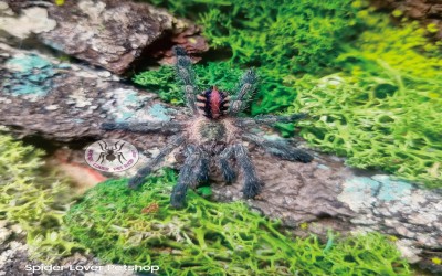 Ybyrapora Diversipes Tarantula